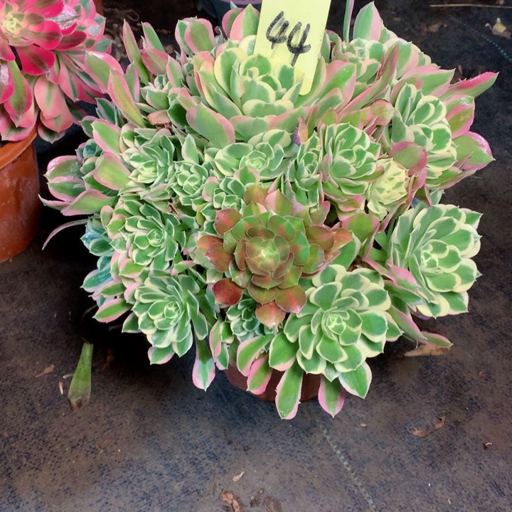 44白凤多肉一物一拍～