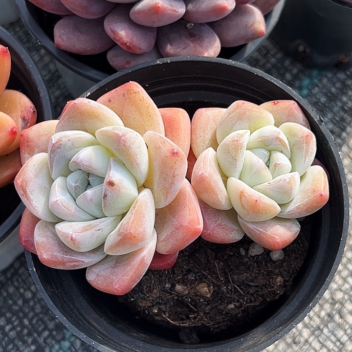 双头         奶油    冰玉