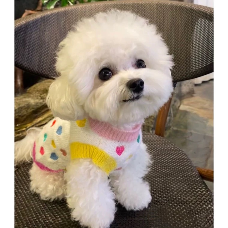 宠物春秋衣服猫咪狗狗衣服秋冬新款彩虹甜心毛衣秋冬装宠物背心