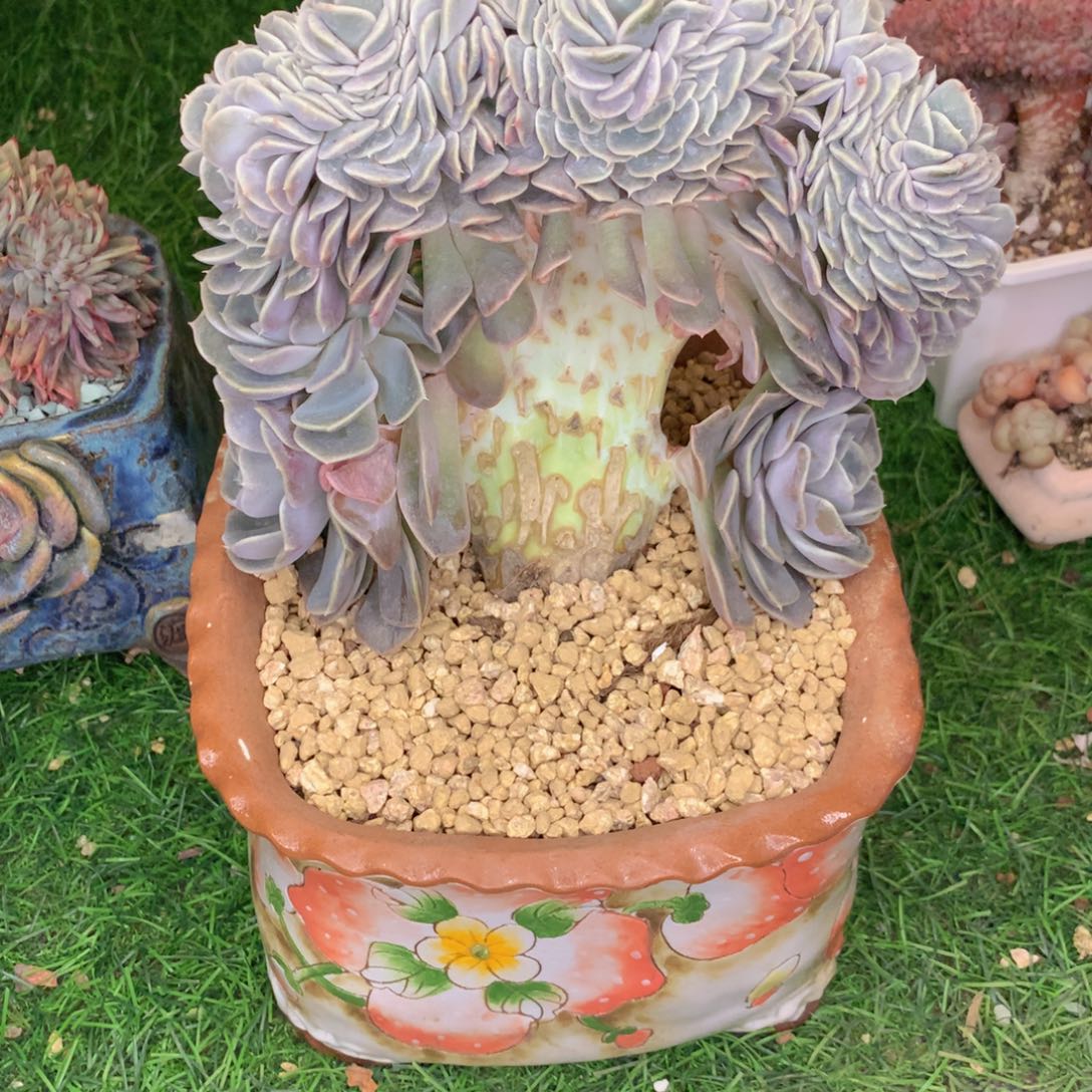 友家多肉一物一拍