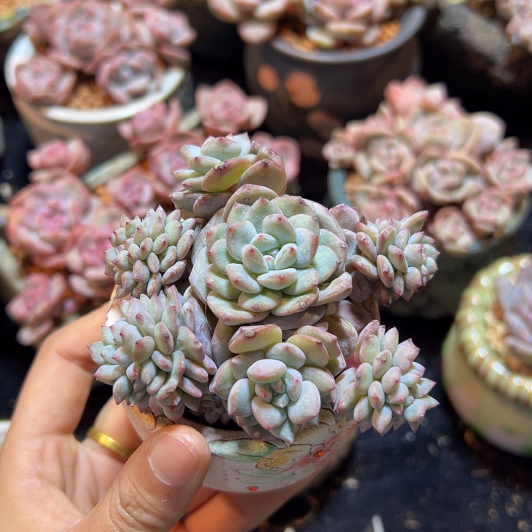 新年快乐 新年快乐