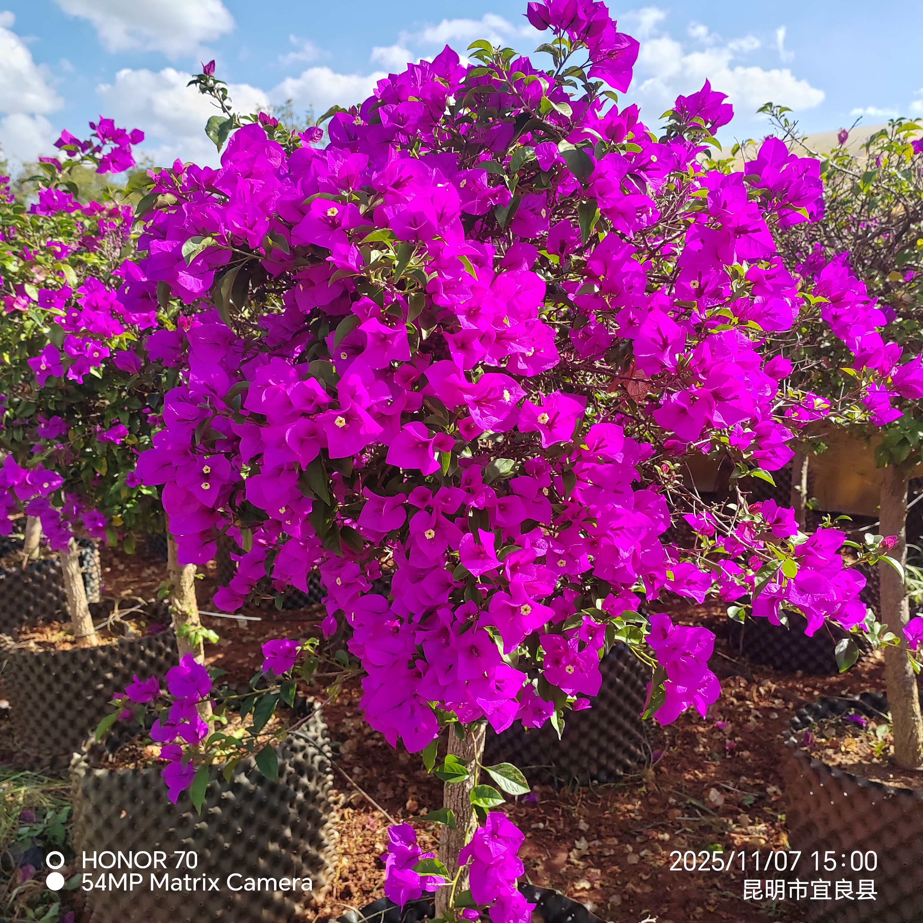 紫色三角梅加仑盆发货运输可能掉花叶介意勿拍耐热好养