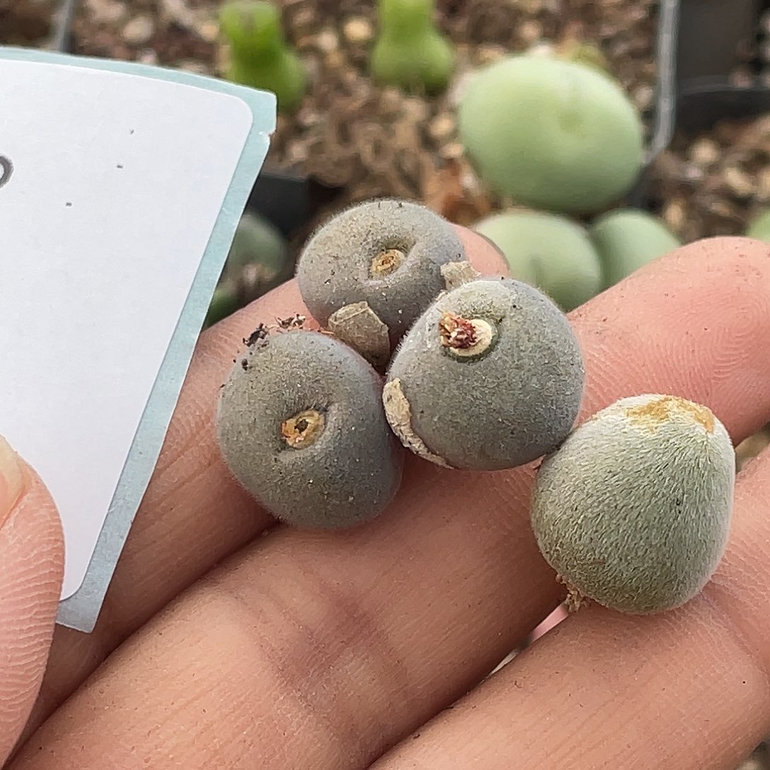 花***洛26-45肉锥d毛和宝辉