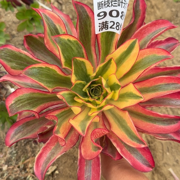 9089三号棚无根魅影D