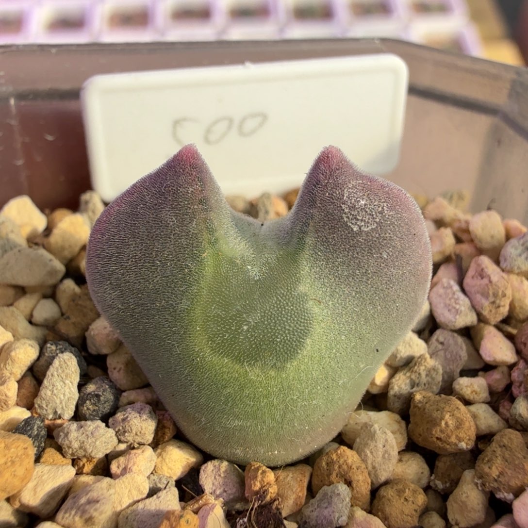 韩国大眼睛 11-30-L11