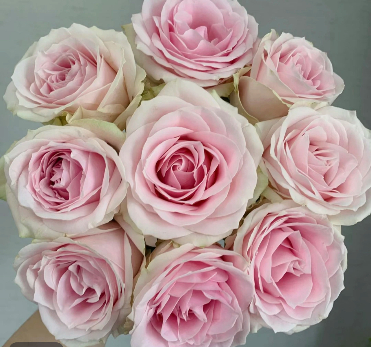 [丹姐推荐]粉红雪山玫瑰-精品单头