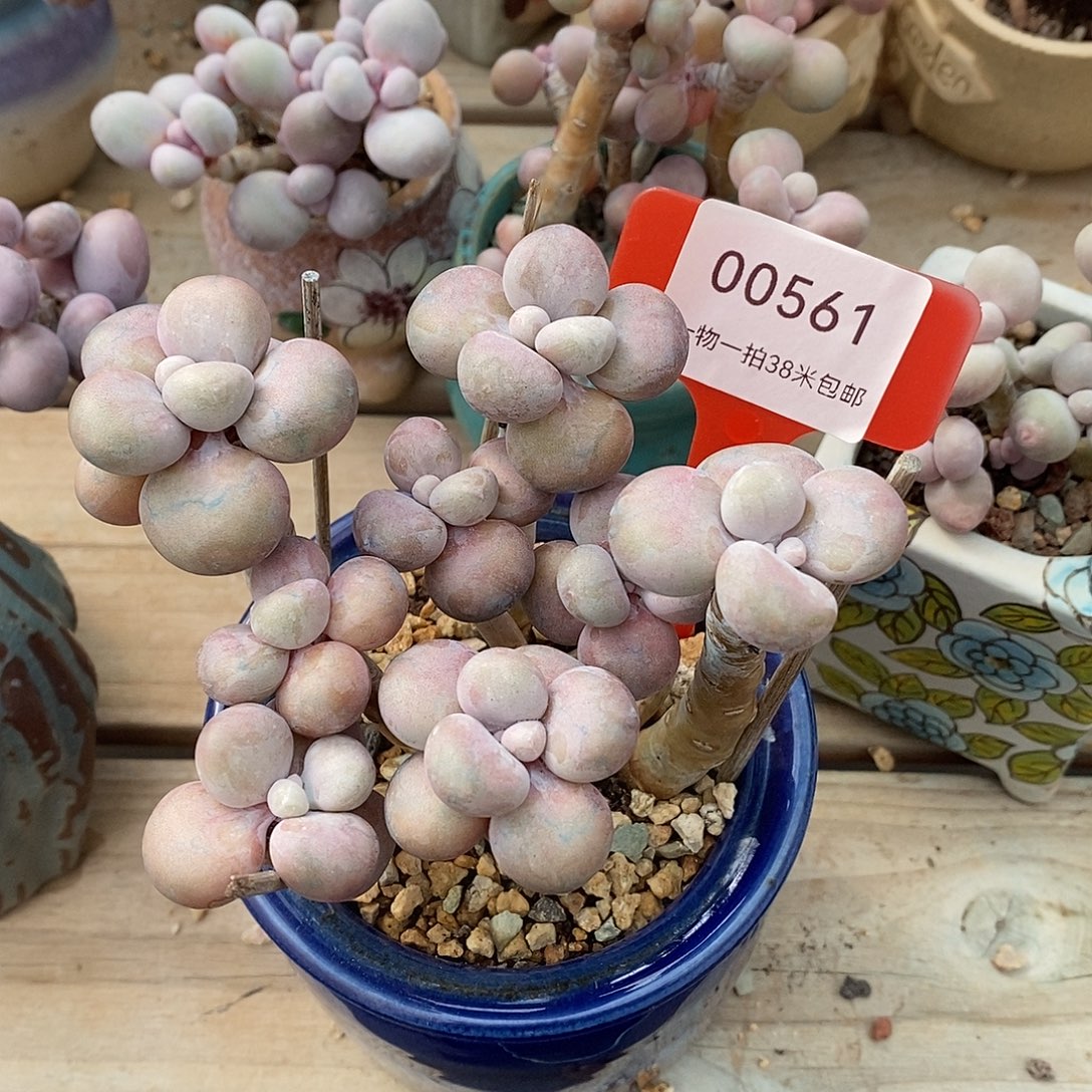 561小马如今去咯哦哦欧阳我