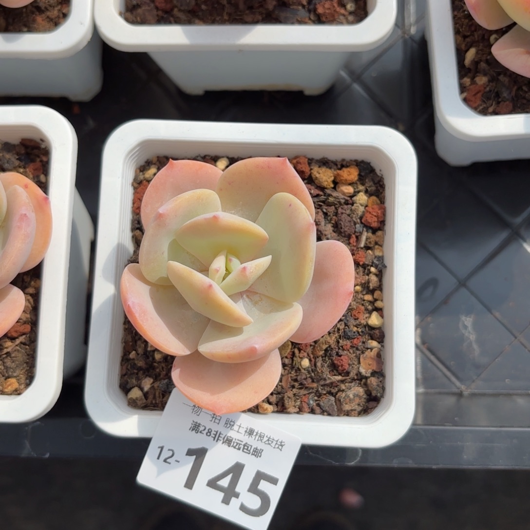 白凤老桩多肉多肉