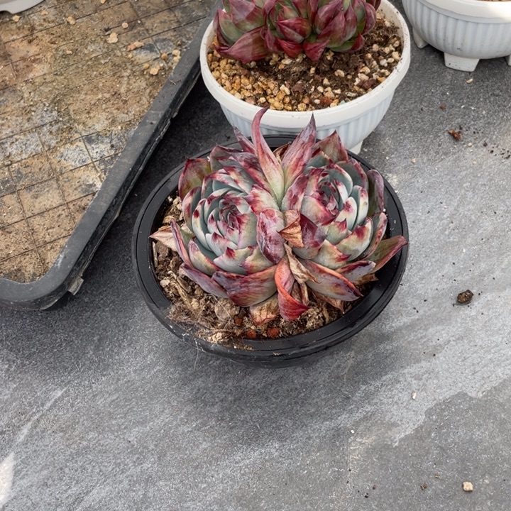 猪****惊鸿两颗一物一拍