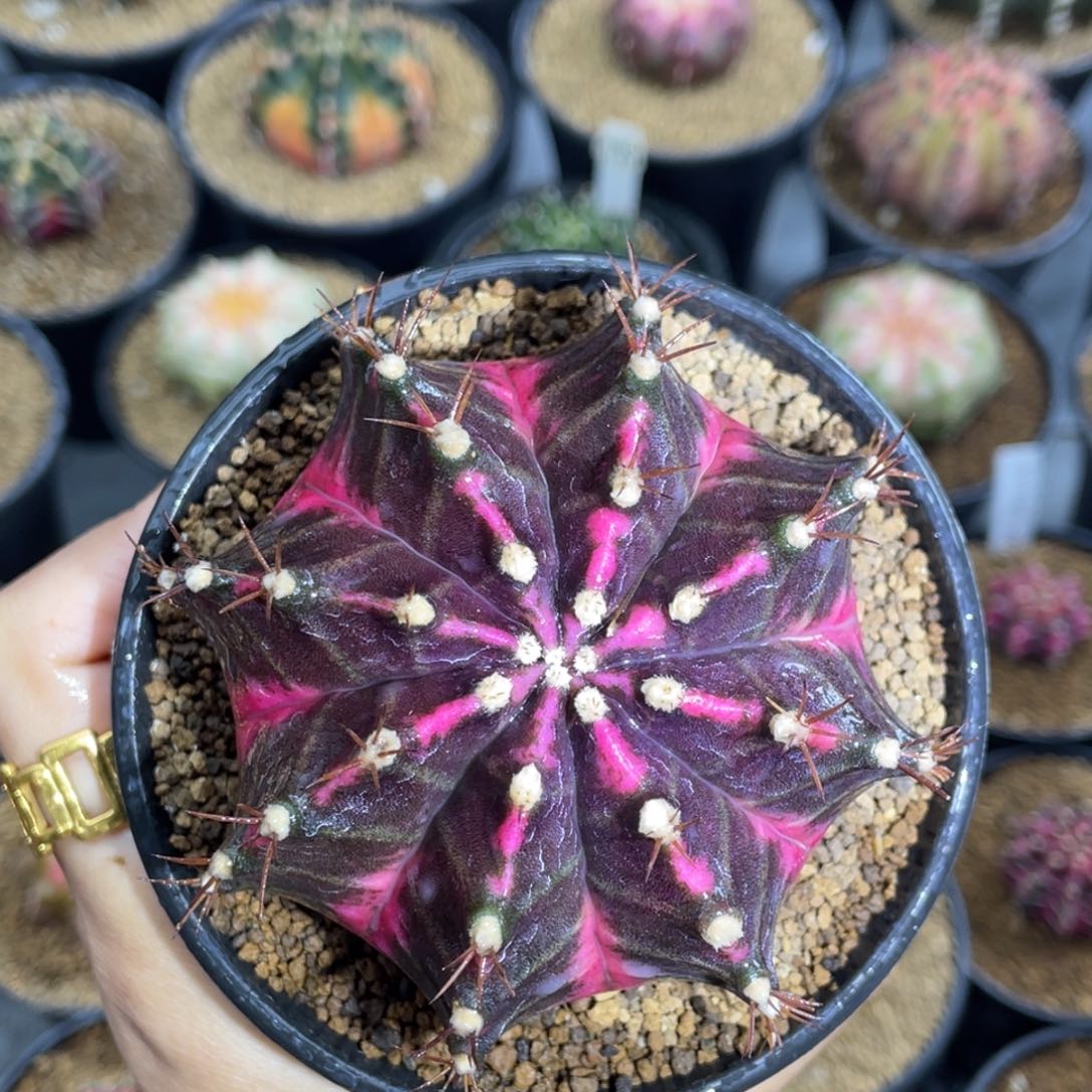 米哈星球00000000000208