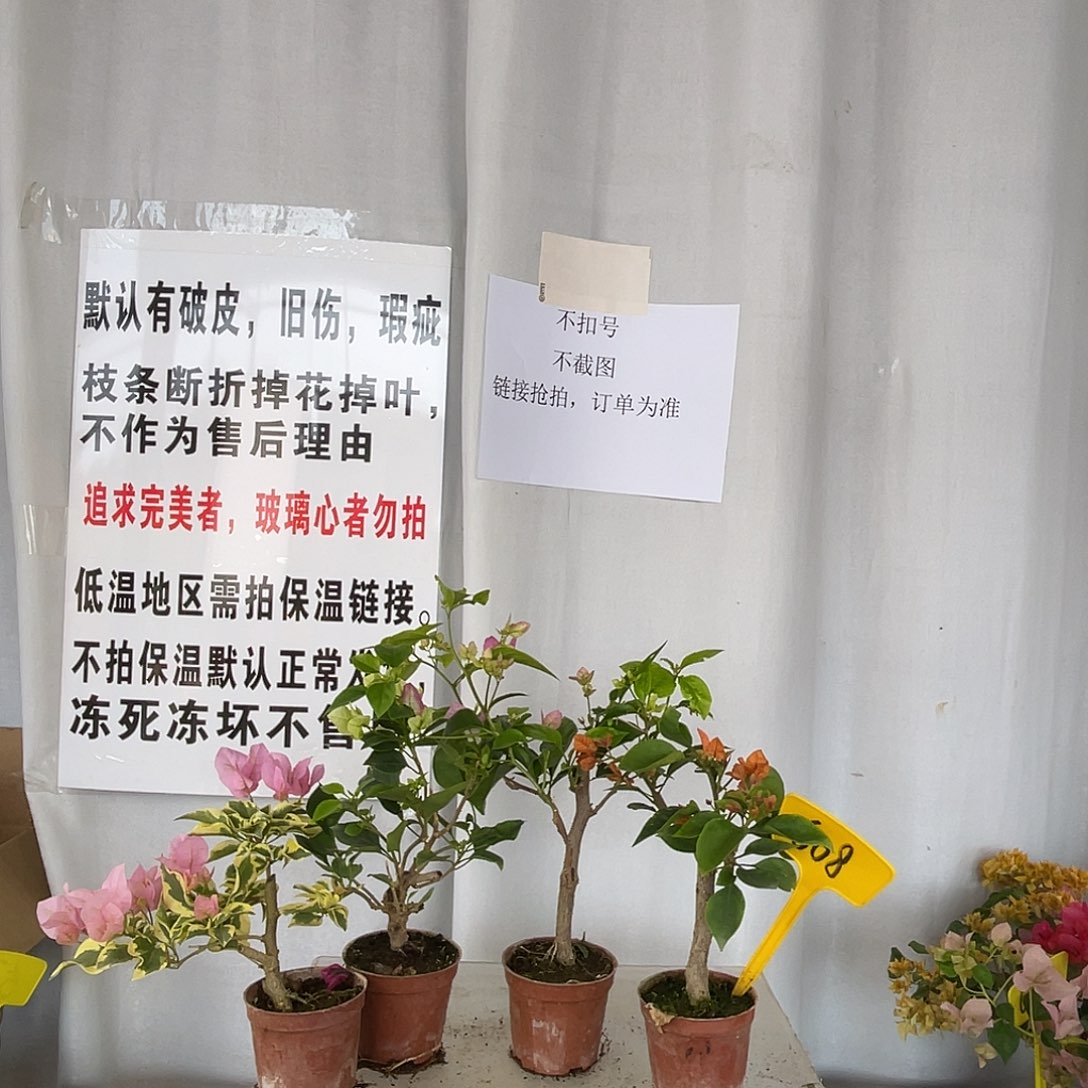 当前无花栽培后可以开花608掌中宝组合