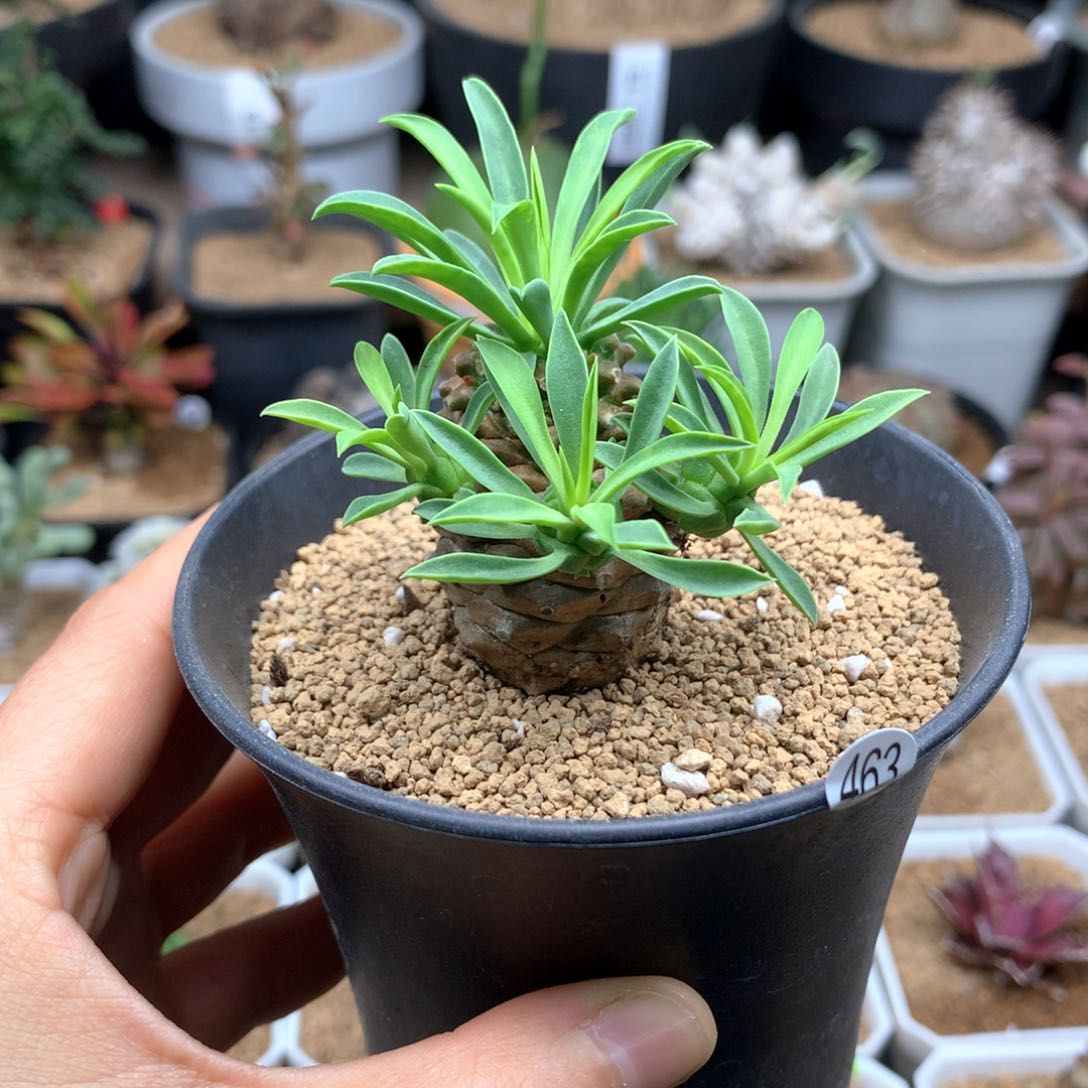 铁甲麒麟带盆463多肉