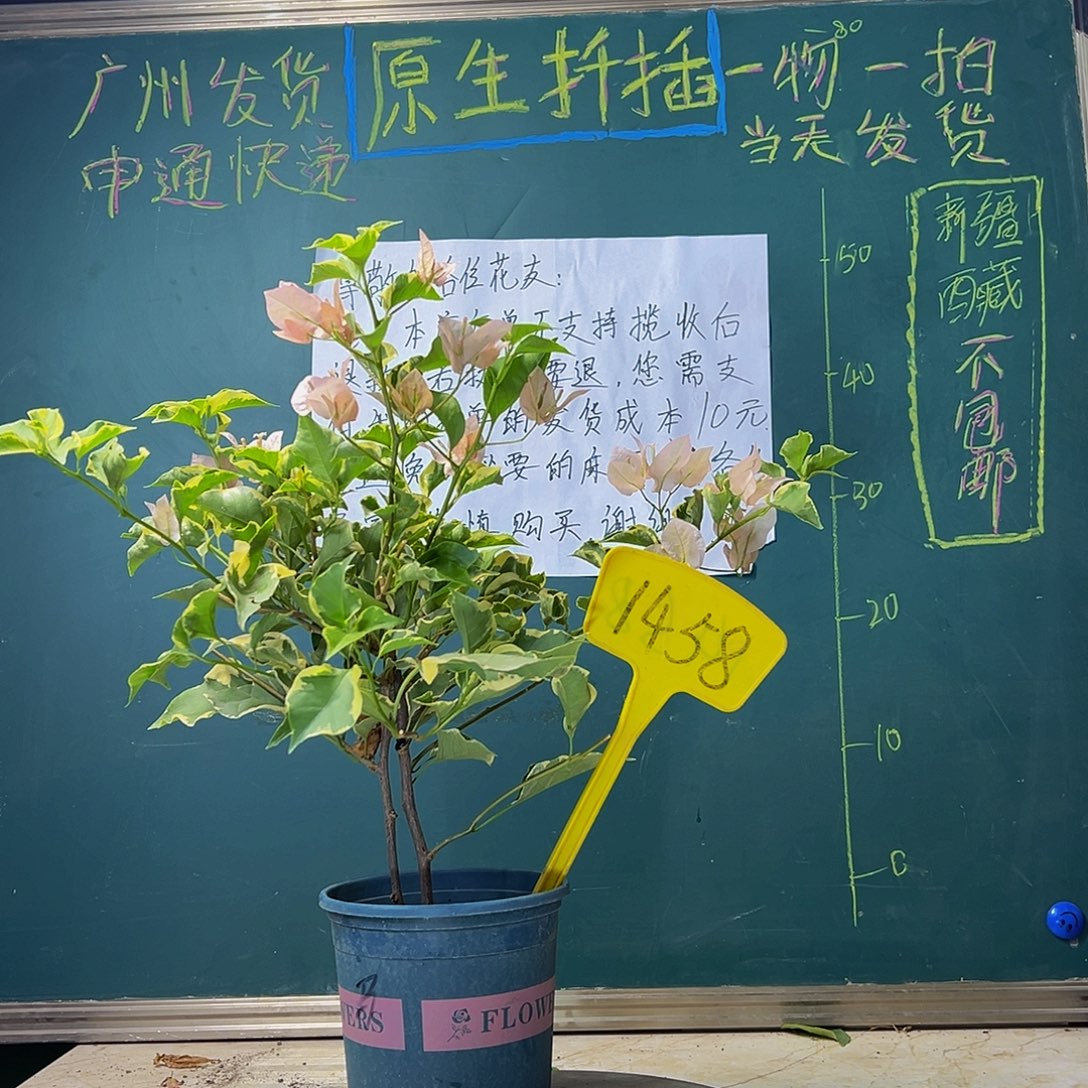 当前无花栽培后可以开花 马斯 双杆 1458