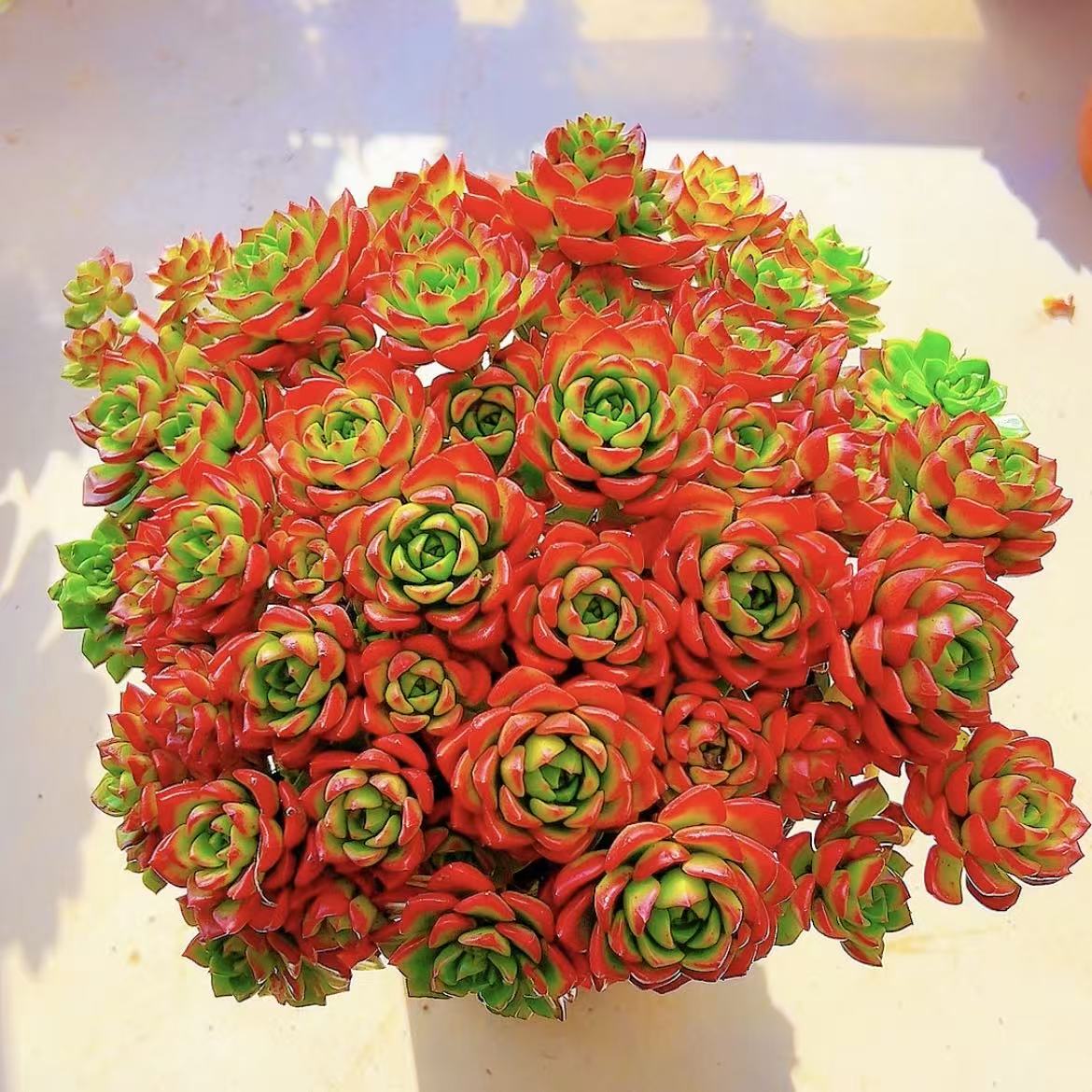 中国红爱马仕玫瑰群生蒂亚多肉植物好养盆栽室内阳台新手脱土裸根