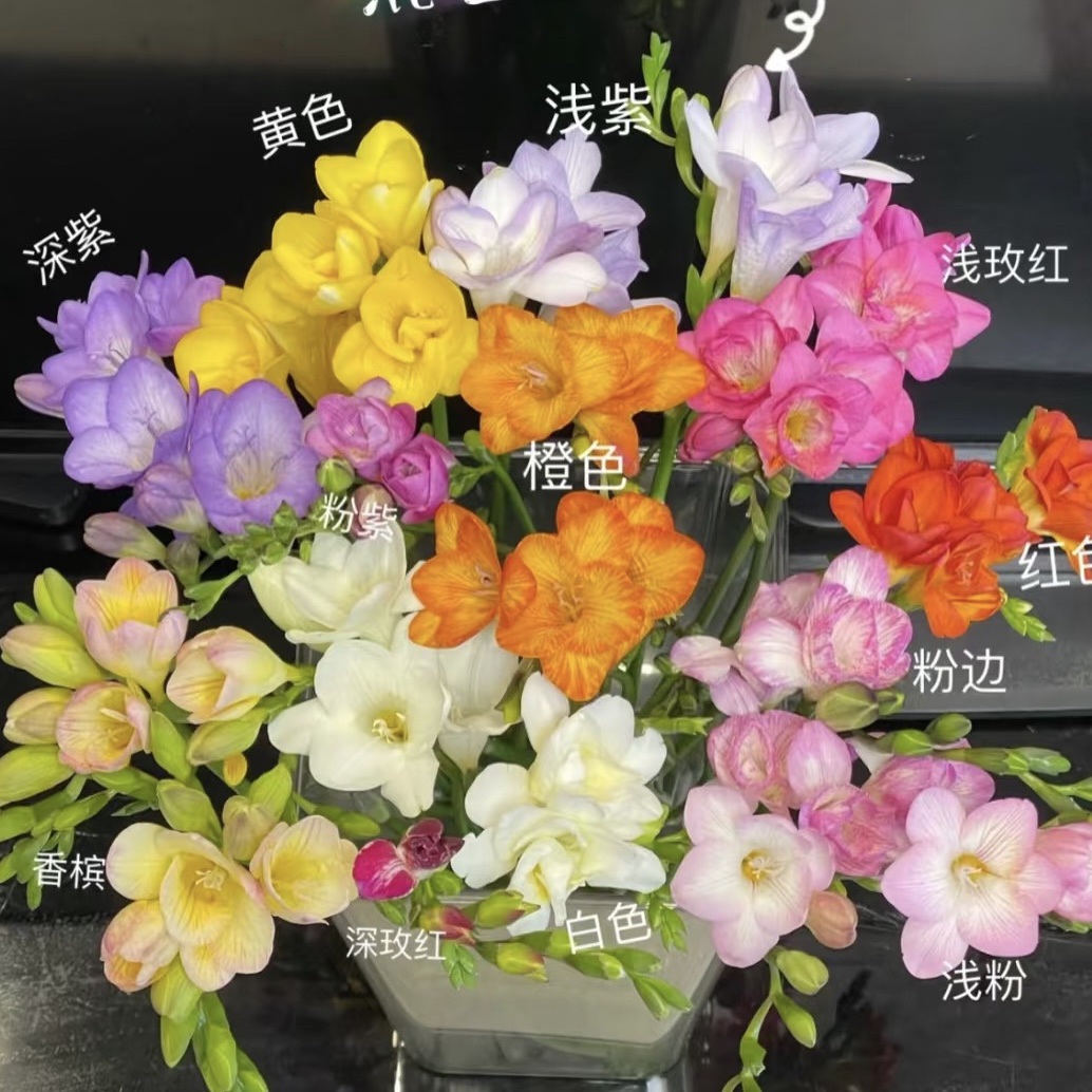 【香雪兰】盆栽浓香型年宵花基地直发浓香系列