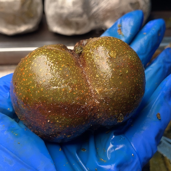 ****昏大叶紫檀（黑酸枝木类）