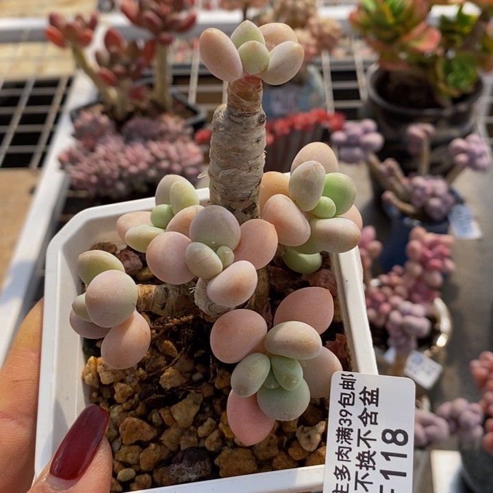 花朵洛神118/7cmo po