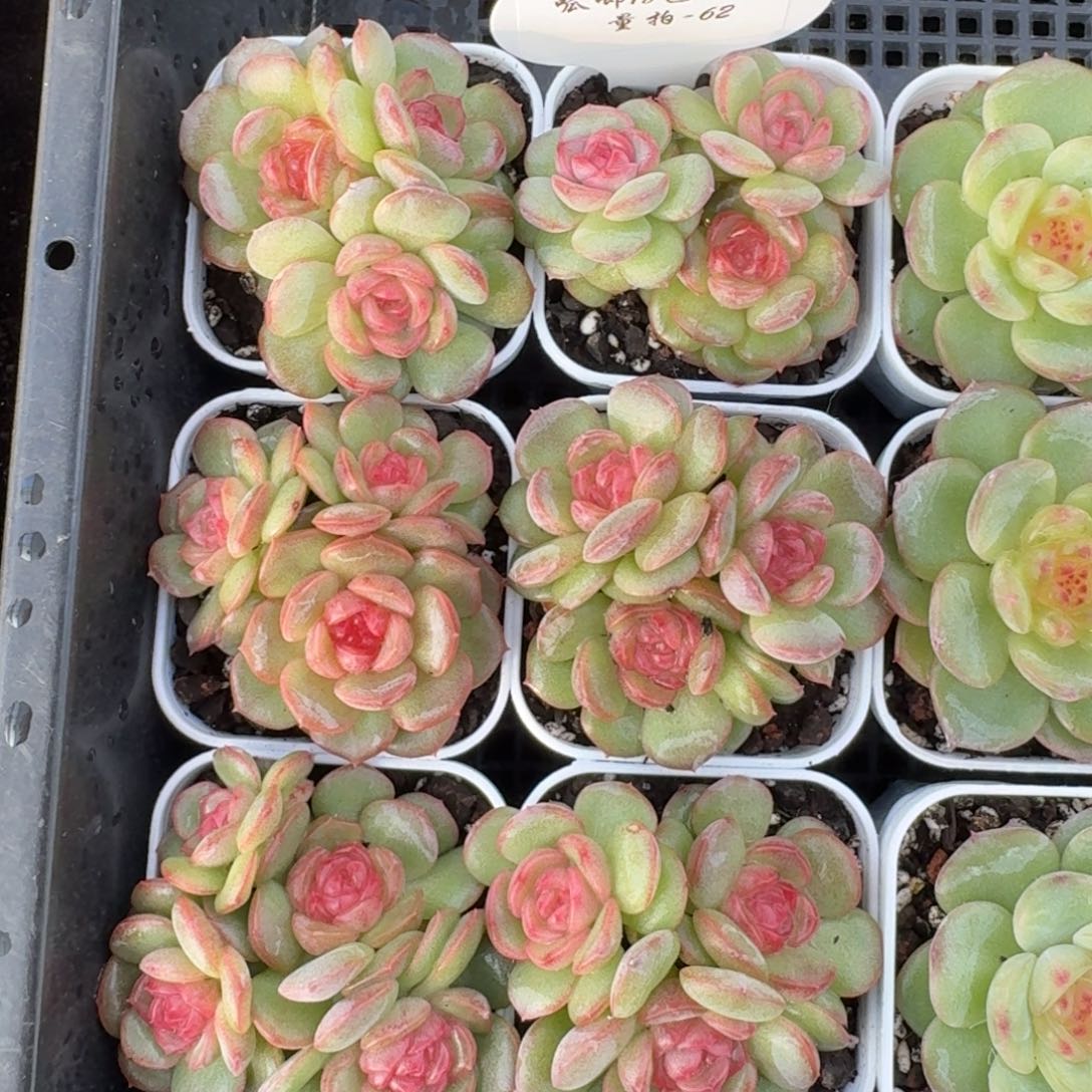 1113-62-琴心三头量拍