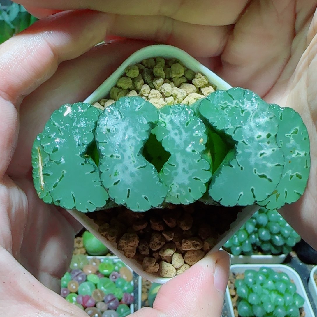 青龙玉扇多肉植物