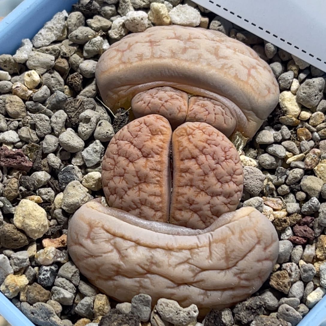 7434双头荒玉母本