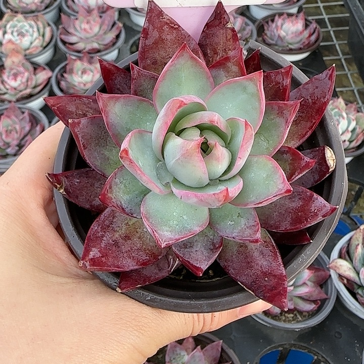 韩***屋214 惊鸿仙子多肉植物6-9cm