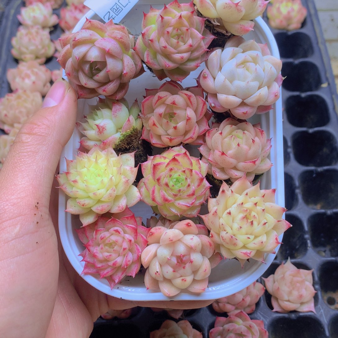 我要去看你了啊072