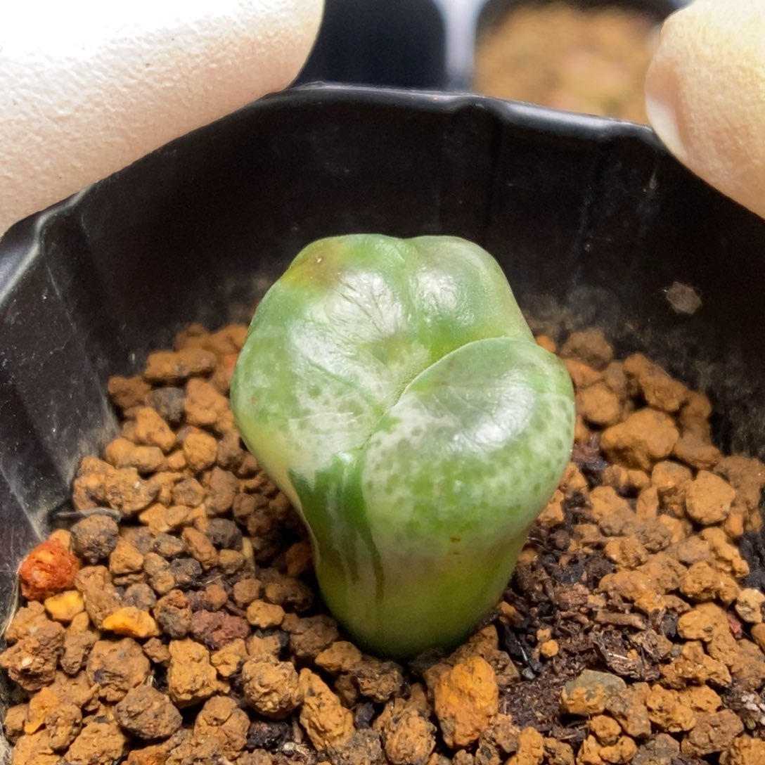 多肉植物肉锥杂交K-716 福利