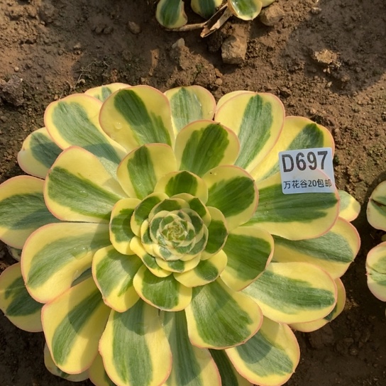 697王妃多肉植物