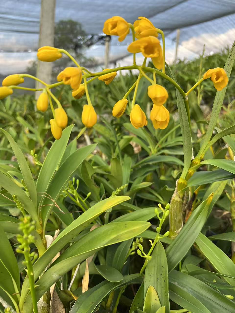 西双版纳石斛绿植苗（慈）