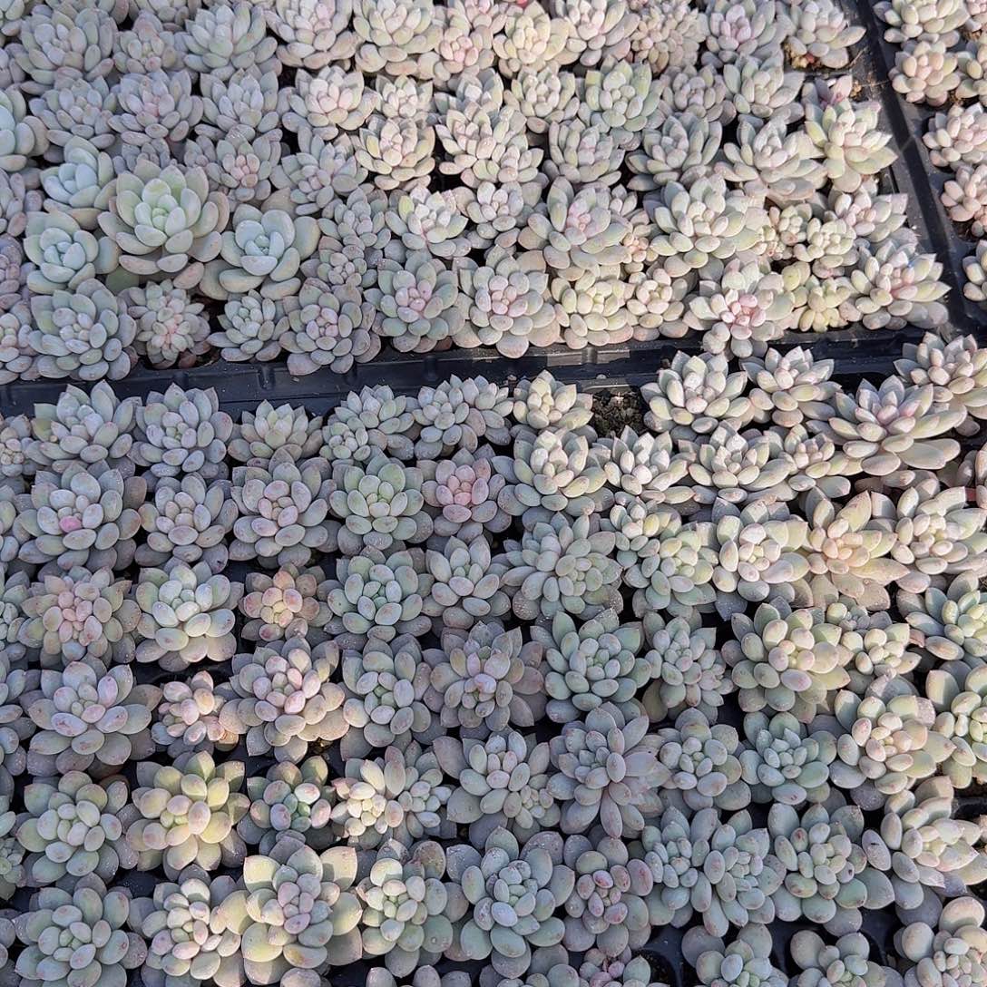 多头婴儿手指杂6颗