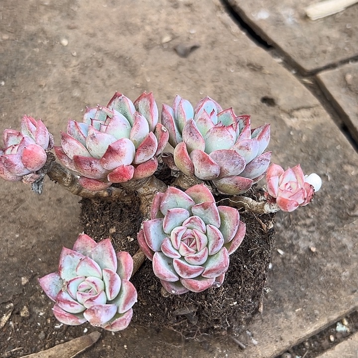 青****樱桃老桩一物一拍。                