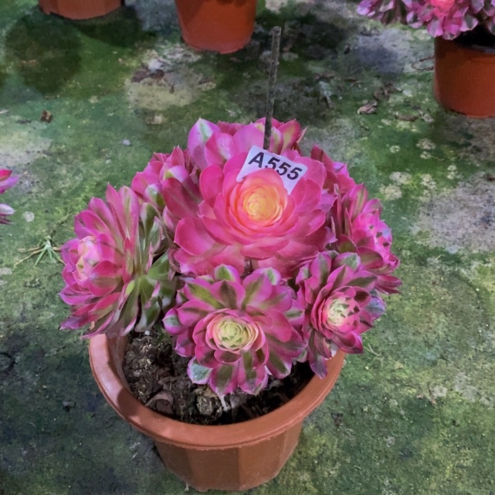 倾城多肉植物555