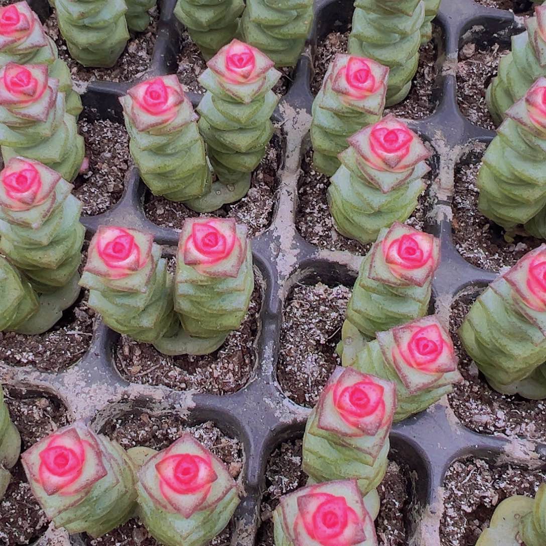 双头钱串苗5颗多肉