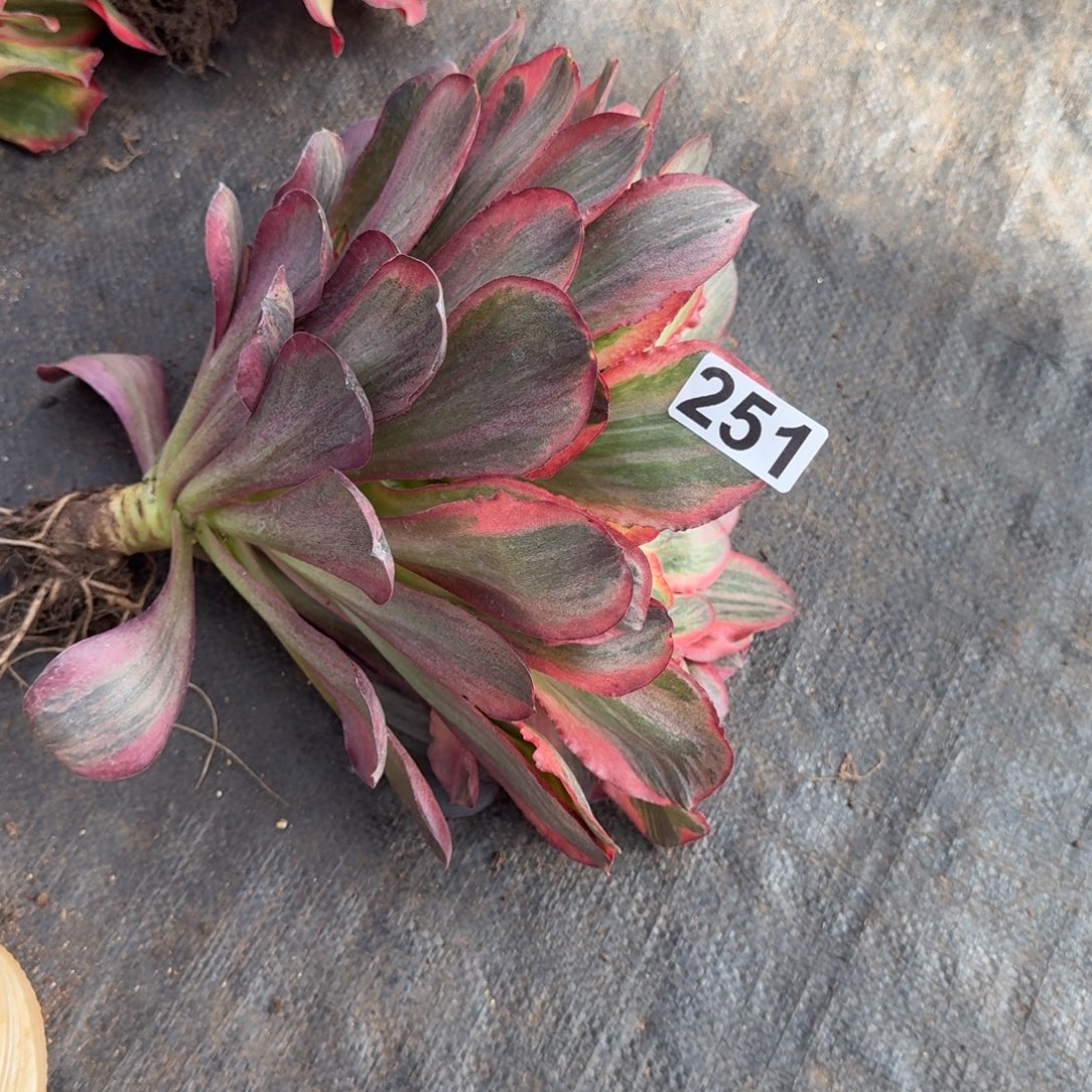 251多肉植物魅金玫瑰锦