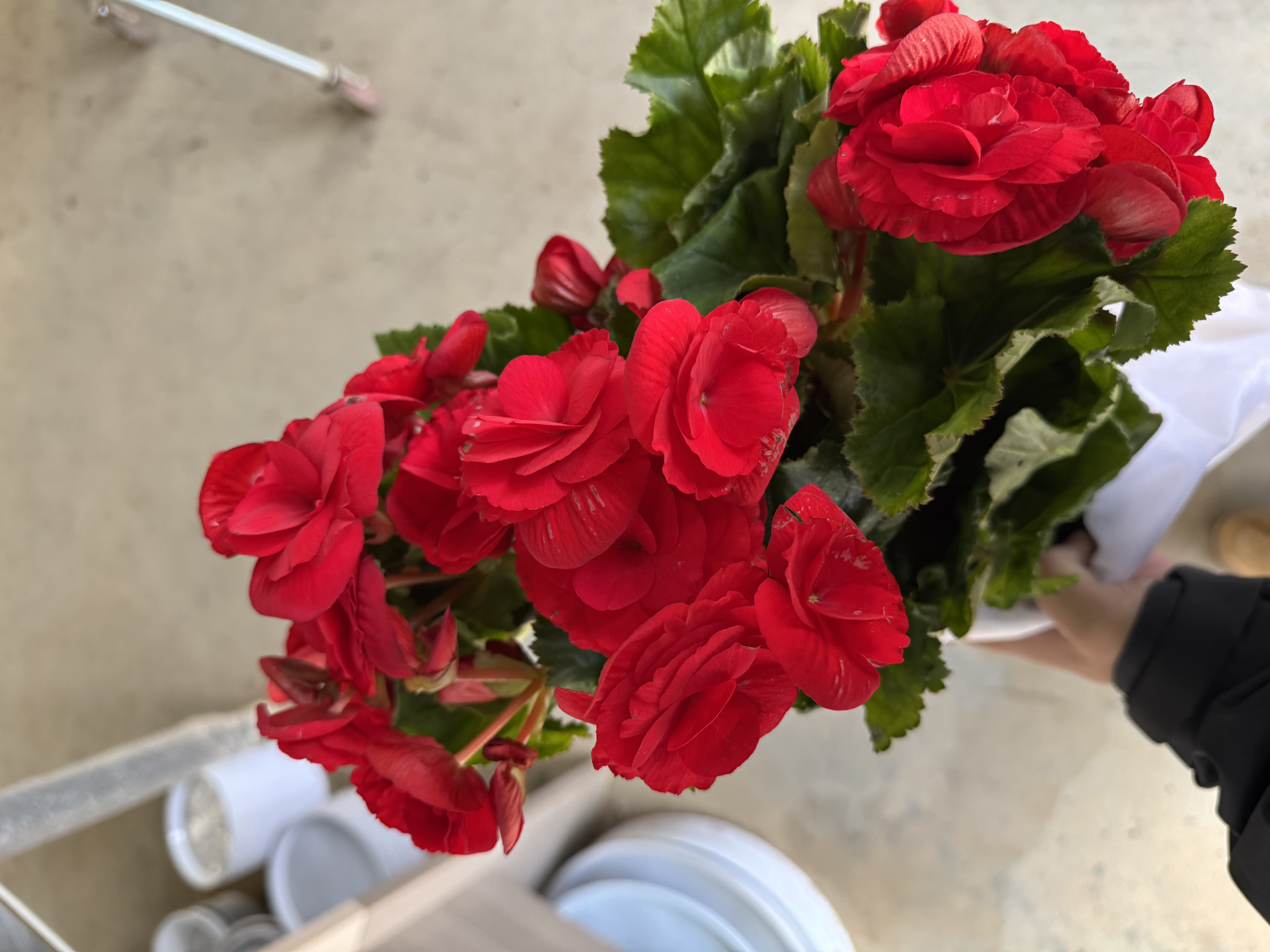 西藏包邮绿植·海棠