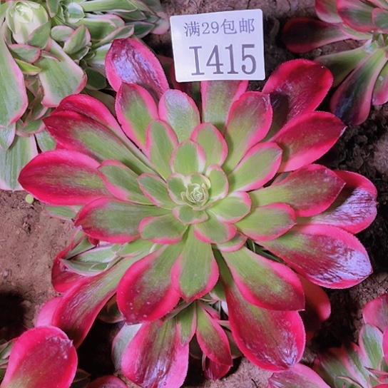 1415粉女郎多肉植物