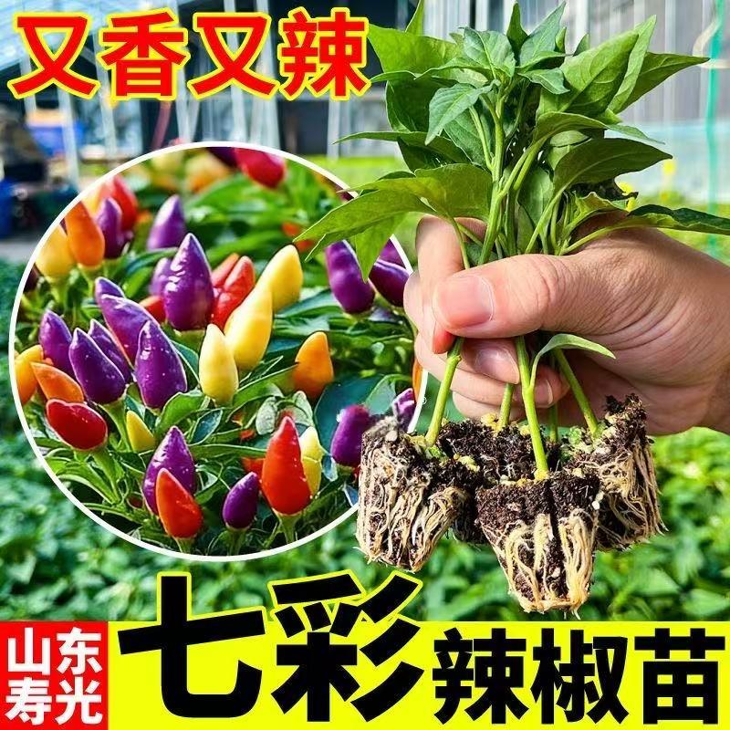 七彩辣椒阳台盆栽辣椒小院花盆种植尖椒秧苗蔬菜种球商品图