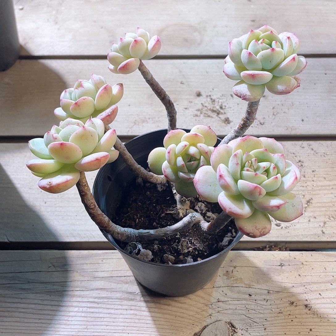 0615  香草  六月六