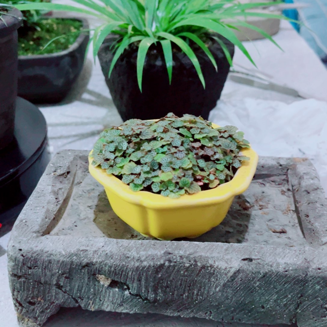 无花朵多年生姬虎儿