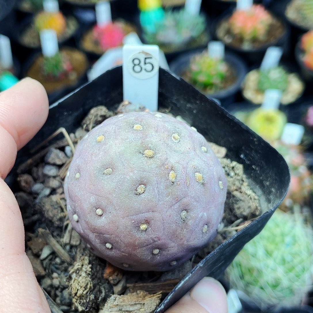 非偏远地区满25包邮仙人球4.2cm