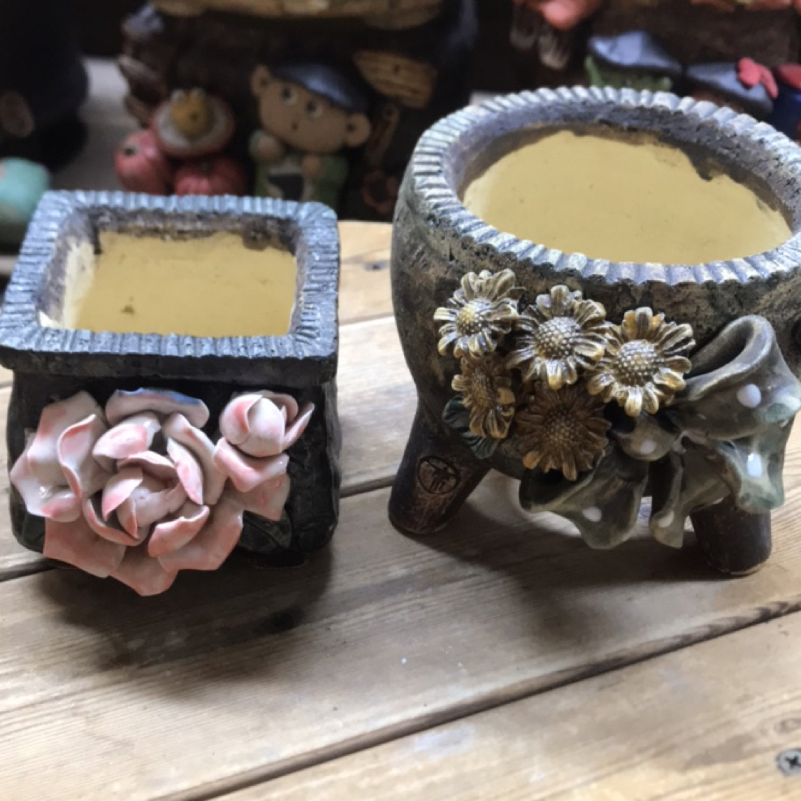 青藤多肉花色我百搭好看