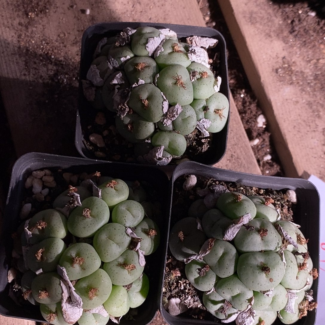 26403。 大饼一盒。  