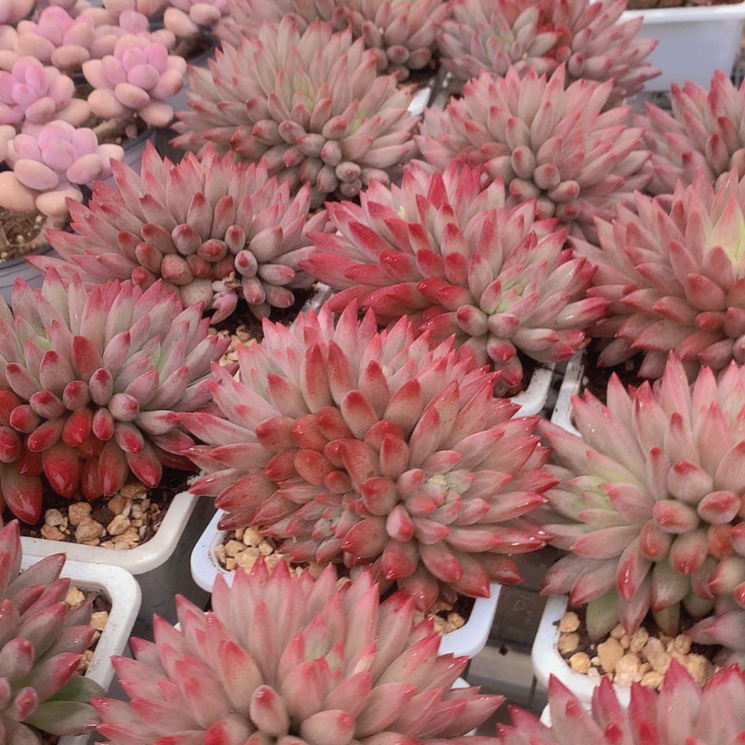 多头羽毛纹虞美人356889999