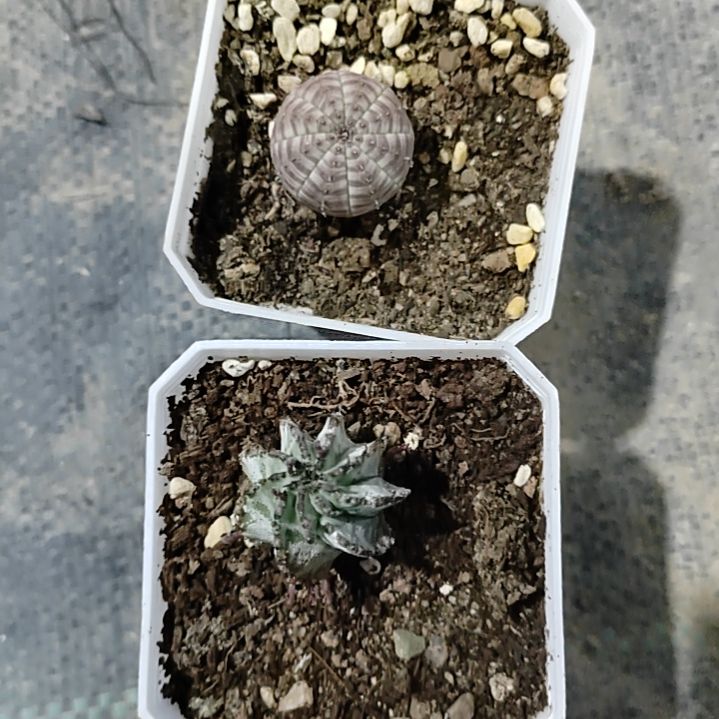 浮**梦潮流植物白衣魁伟玉小苗一颗，布纹球小苗一颗