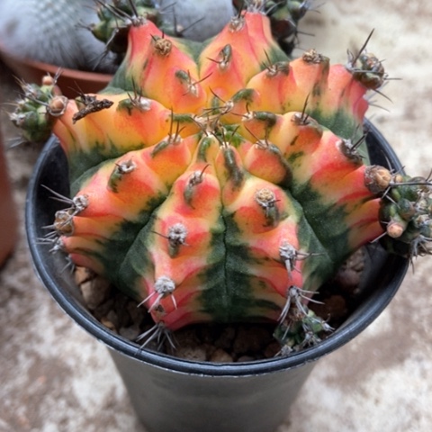 花牡丹锦仙人球25米仙人球