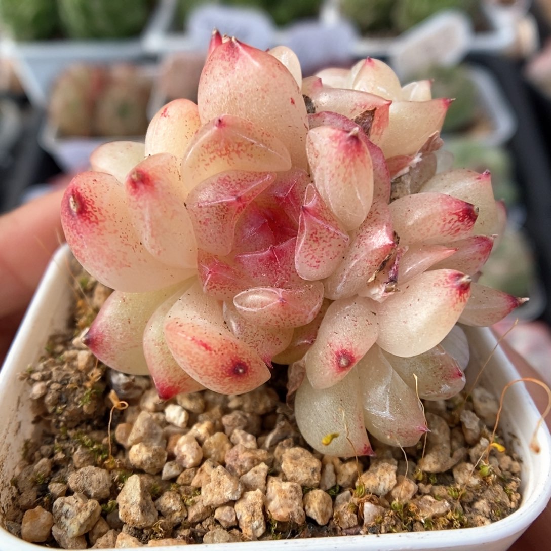 油透珍妮群生可拍514号。