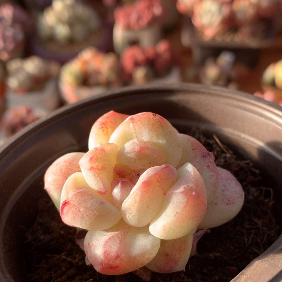 冰玉石化一物一拍 003