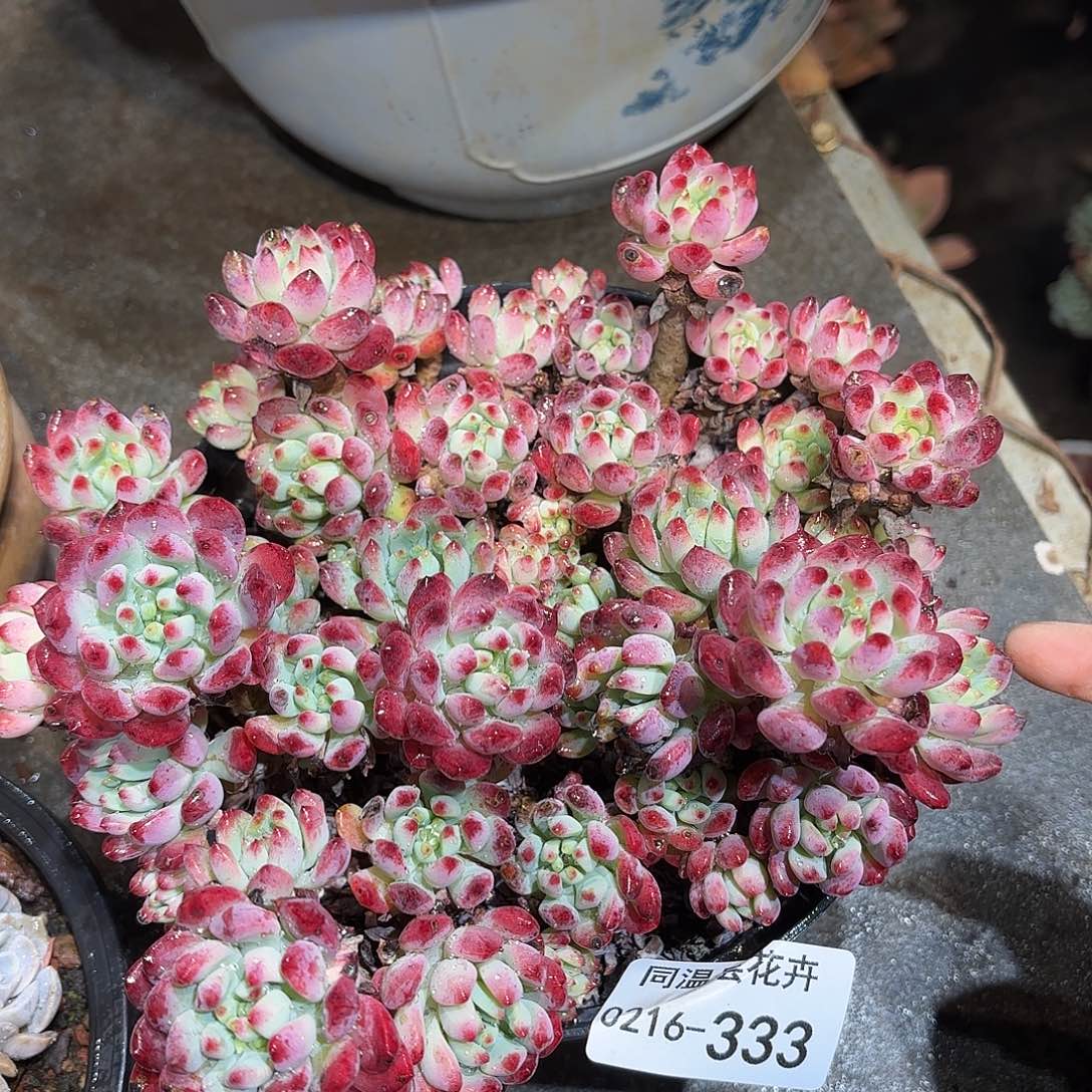 同温层多肉蓝苹果333