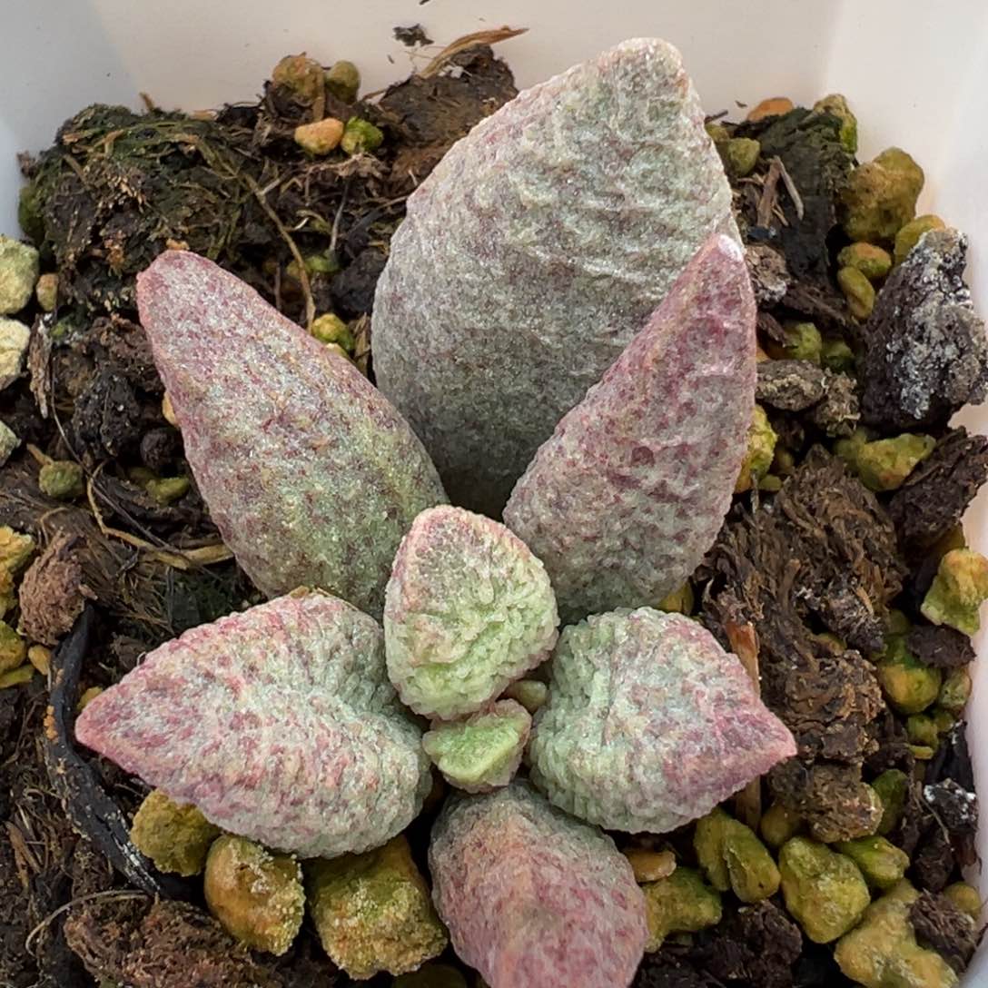 融化纹猪肝多肉植物水泡