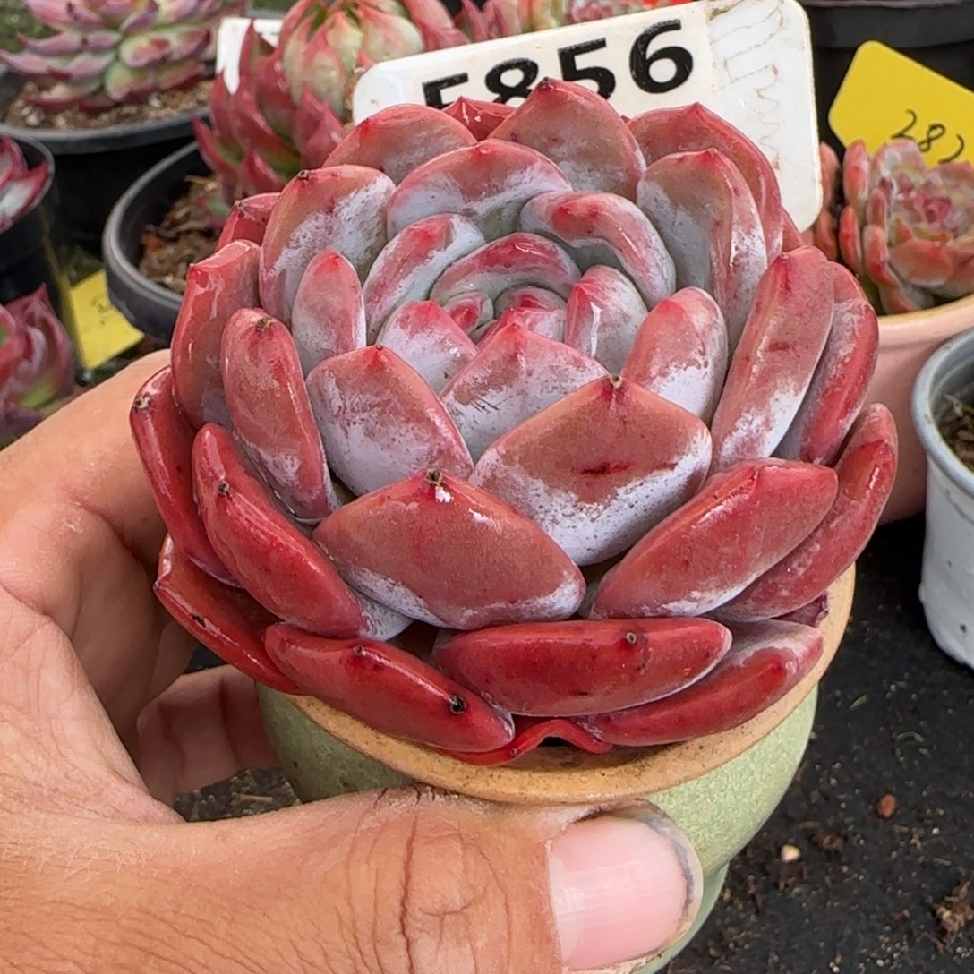 橙梦露一物一拍包装收缩花旱